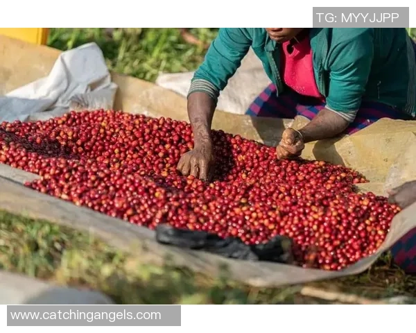 足球明星中控大师咖啡带你领略绿茵场上的激情与风味 足球明星中控大师咖啡带你领略绿茵场上的激情与风味